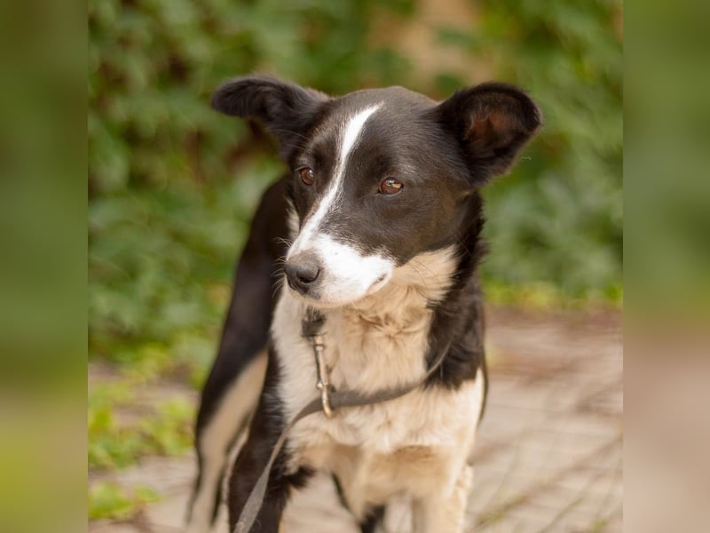 Ryabka - absolut verträglich und loyal (Ukraine) Ryabka - absolut verträglich und loyal (Ukraine)