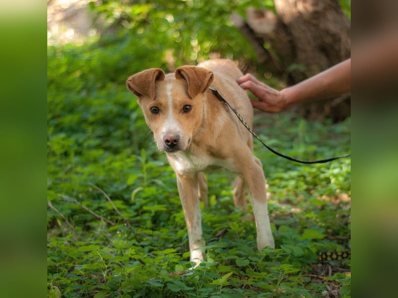 Chester - Hinreißender Rüde mit perfektem Hundeblick (Ukraine) Chester - Hinreißender Rüde mit perfektem Hundeblick (Ukraine)