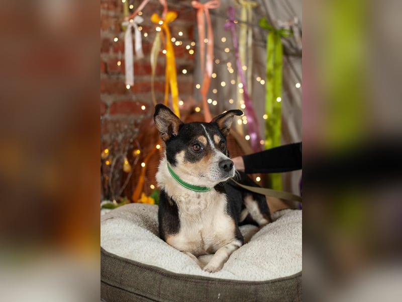 DEN Ruhiger Traumkerl (Ukraine)