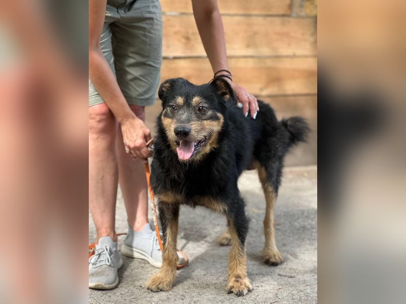 Snickers - Möchte an der Seite seiner Menschen sein (Ukraine)