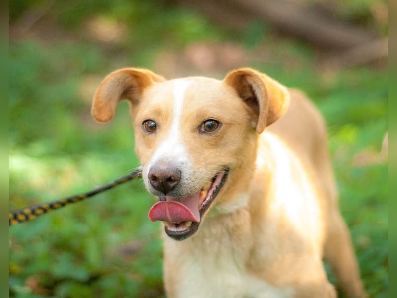 Chester - Hinreißender Rüde mit perfektem Hundeblick (Ukraine) Chester - Hinreißender Rüde mit perfektem Hundeblick (Ukraine)