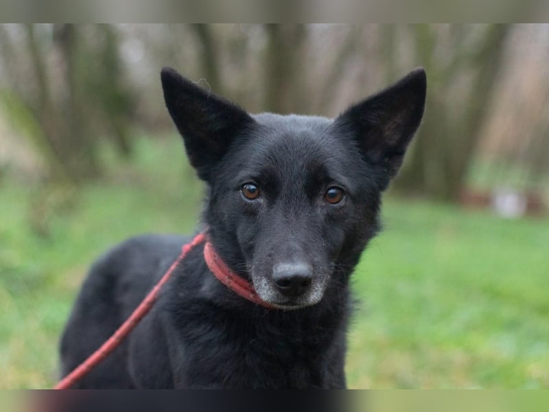 Baron - Hat alles verloren (Ukraine)