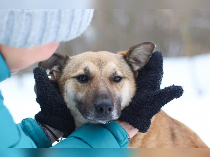 ODREY Tapfere Mamahündin (Ukraine)