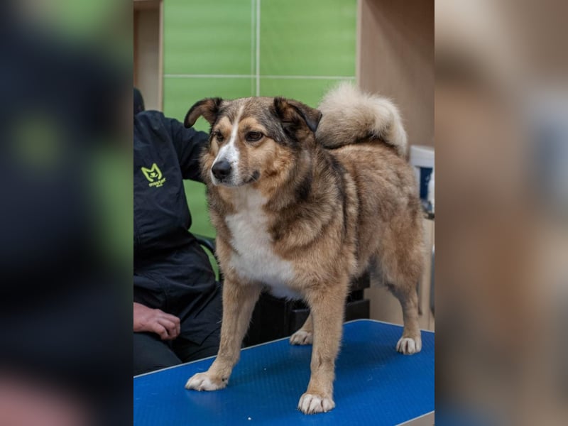 Rostik - Verträglicher Charmeur (Ukraine)