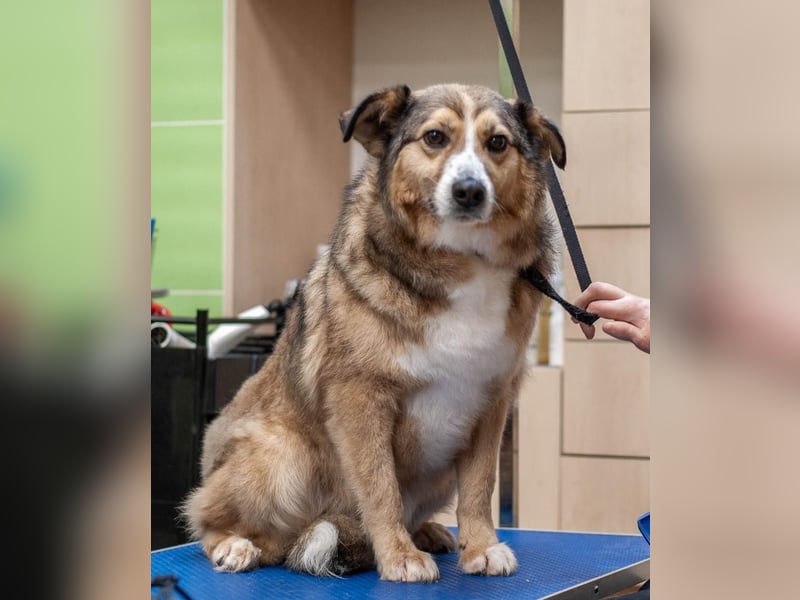 Rostik - Verträglicher Charmeur (Ukraine)