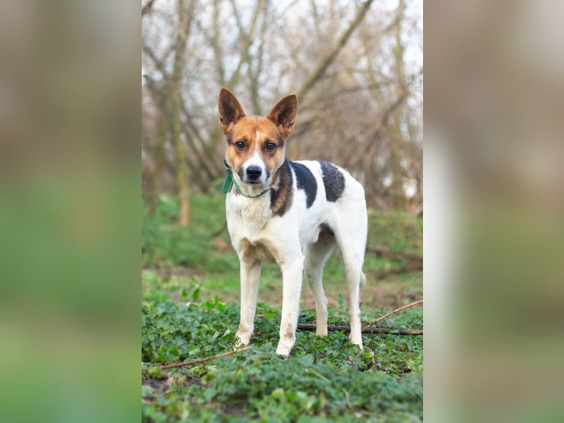 Ryabchik - Fröhlicher Überlebenskünstler (Ukraine)