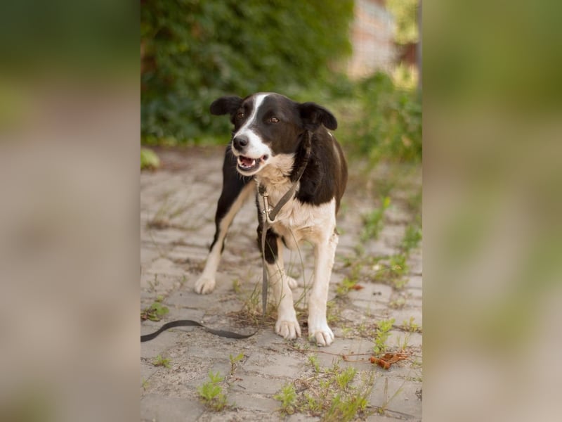 Ryabka - absolut verträglich und loyal (Ukraine) Ryabka - absolut verträglich und loyal (Ukraine)