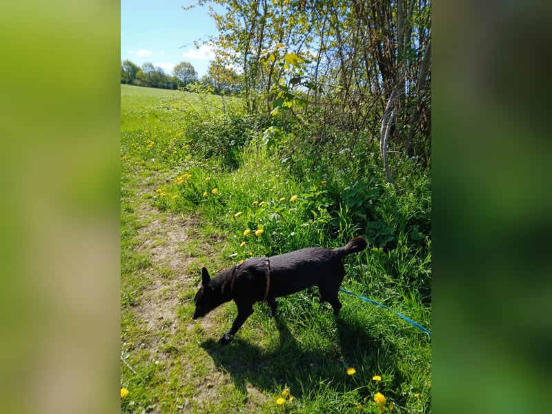 Riley wartet in der Nähe von Kiel
