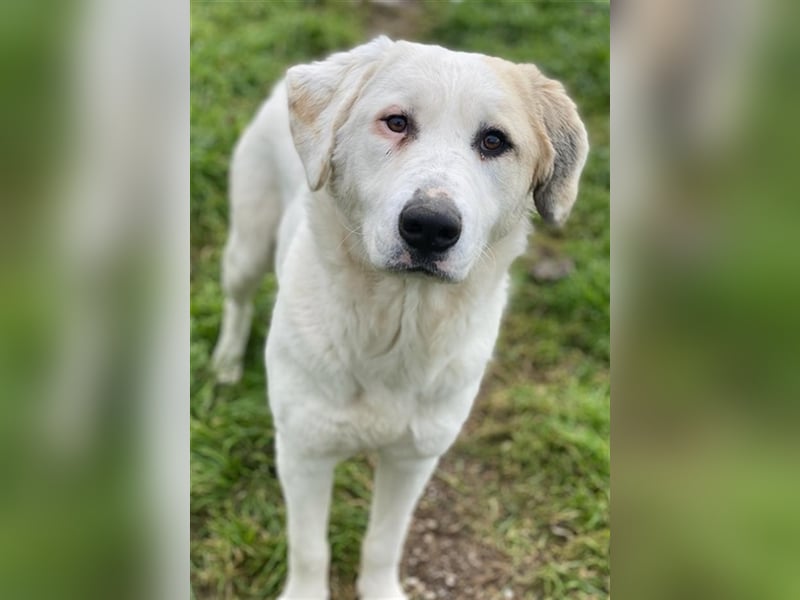 Bruna, geb. ca. 12/2020, lebt in GRIECHENLAND, im städt. Tierheim Serres