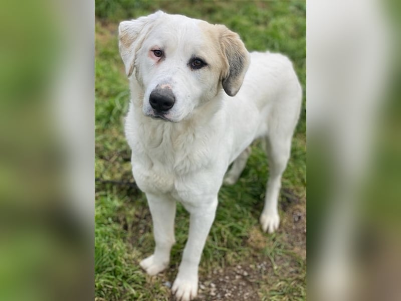 Bruna, geb. ca. 12/2020, lebt in GRIECHENLAND, im städt. Tierheim Serres