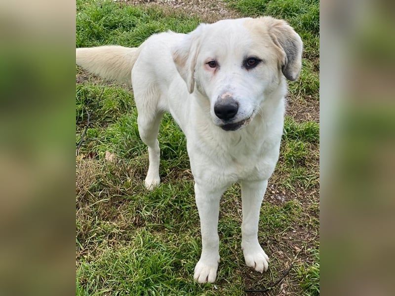 Bruna, geb. ca. 12/2020, lebt in GRIECHENLAND, im städt. Tierheim Serres