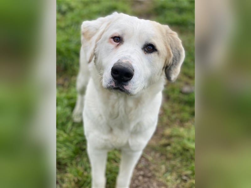 Bruna, geb. ca. 12/2020, lebt in GRIECHENLAND, im städt. Tierheim Serres