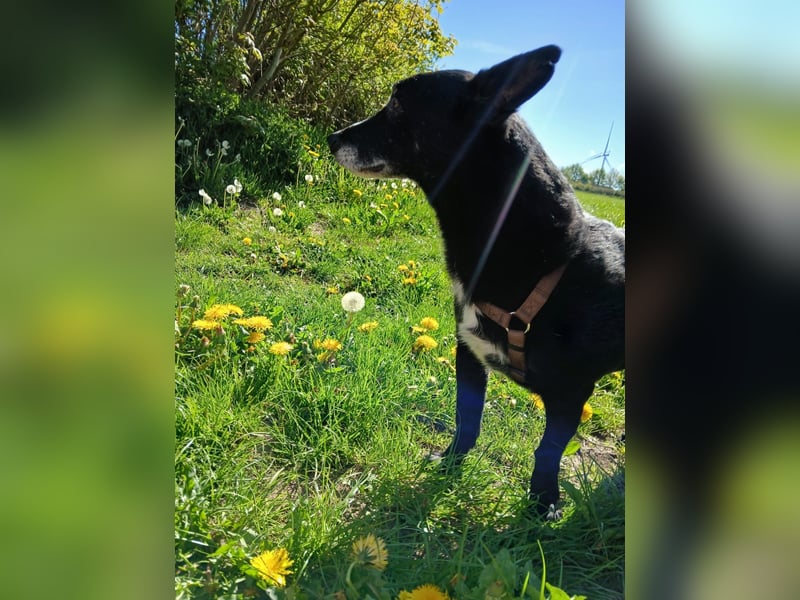 Riley wartet in der Nähe von Kiel