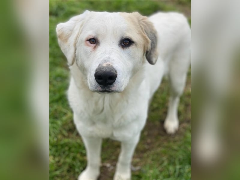 Bruna, geb. ca. 12/2020, lebt in GRIECHENLAND, im städt. Tierheim Serres