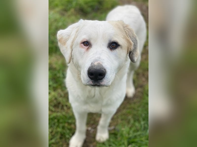 Bruna, geb. ca. 12/2020, lebt in GRIECHENLAND, im städt. Tierheim Serres