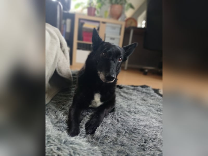 Riley wartet in der Nähe von Kiel