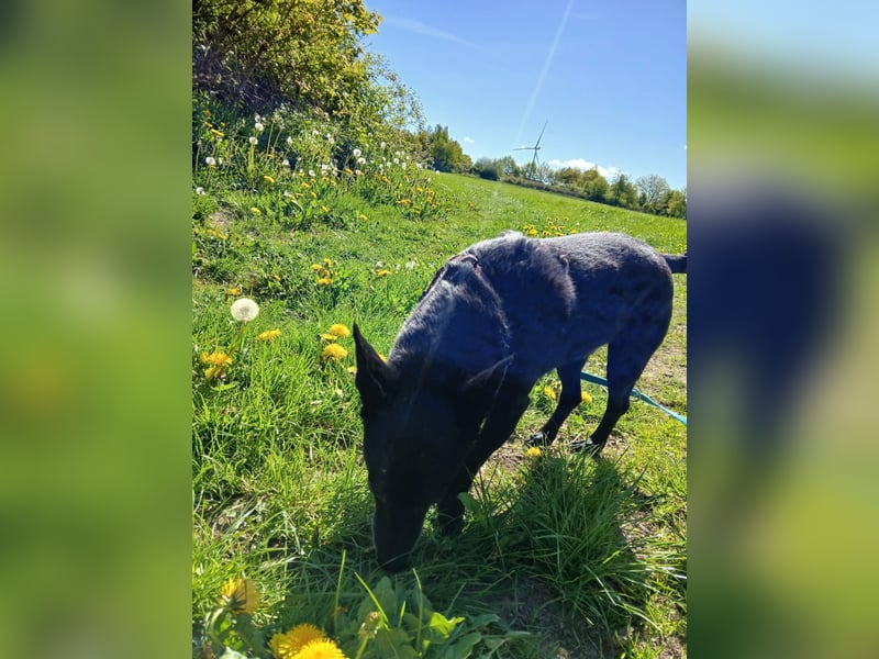 Riley wartet in der Nähe von Kiel