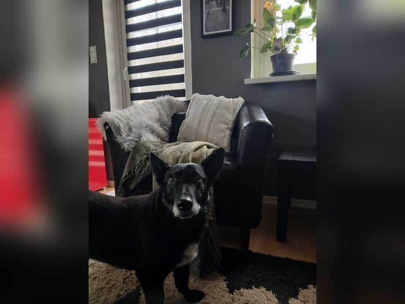Riley wartet in der Nähe von Kiel