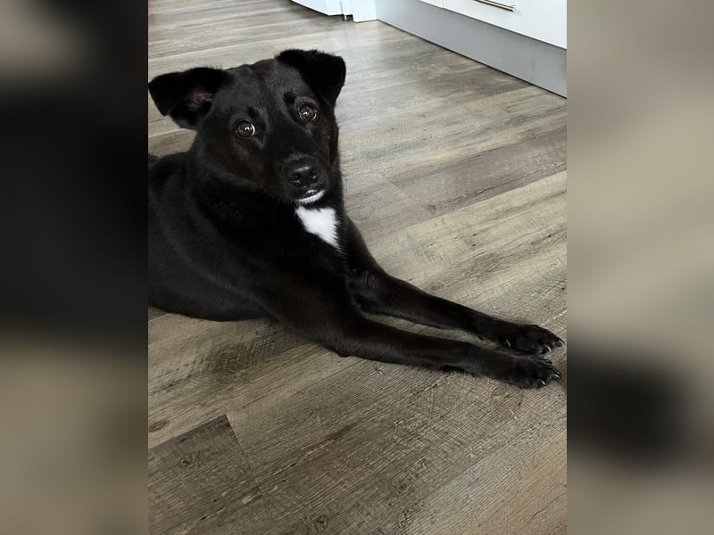 Pauli – sensibler Herzenshund sucht sein Glück