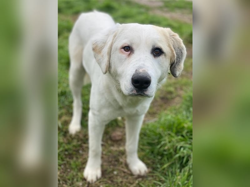 Bruna, geb. ca. 12/2020, lebt in GRIECHENLAND, im städt. Tierheim Serres