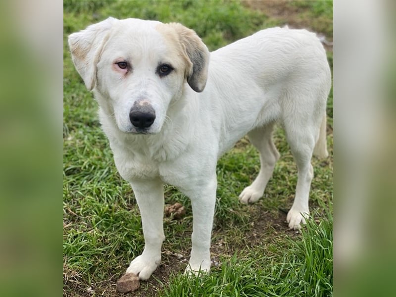 Bruna, geb. ca. 12/2020, lebt in GRIECHENLAND, im städt. Tierheim Serres