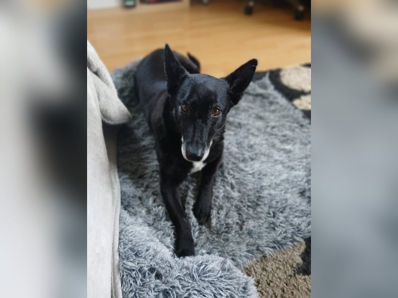 Riley wartet in der Nähe von Kiel