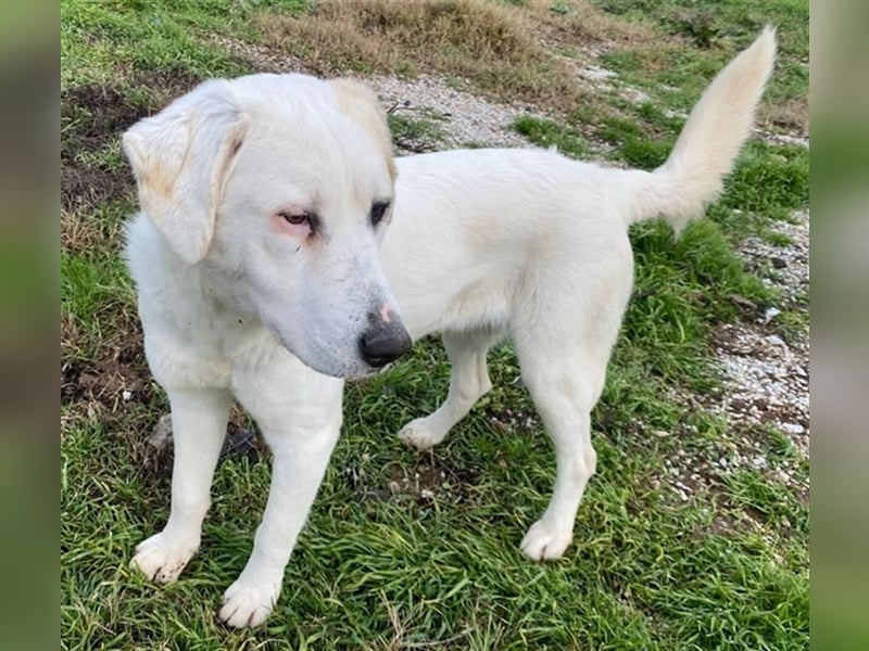 Bruna, geb. ca. 12/2020, lebt in GRIECHENLAND, im städt. Tierheim Serres