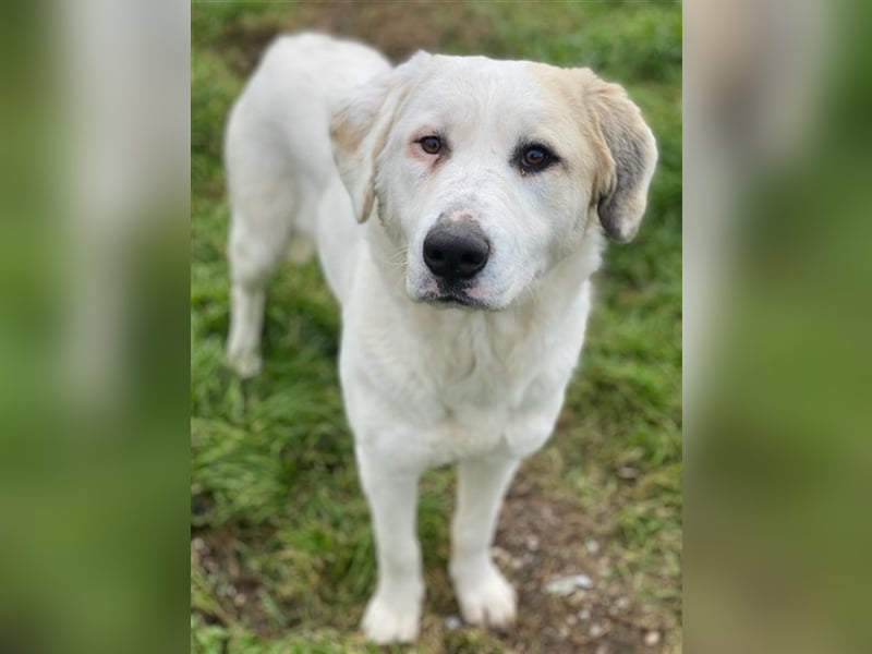 Bruna, geb. ca. 12/2020, lebt in GRIECHENLAND, im städt. Tierheim Serres