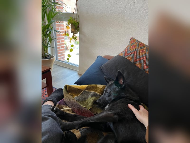 Pauli – sensibler Herzenshund sucht sein Glück