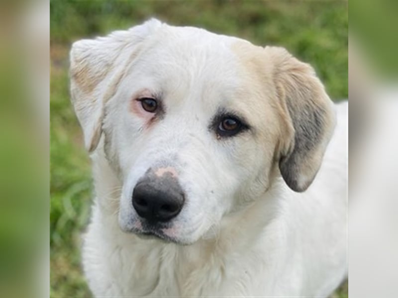 Bruna, geb. ca. 12/2020, lebt in GRIECHENLAND, im städt. Tierheim Serres