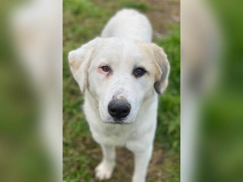 Bruna, geb. ca. 12/2020, lebt in GRIECHENLAND, im städt. Tierheim Serres