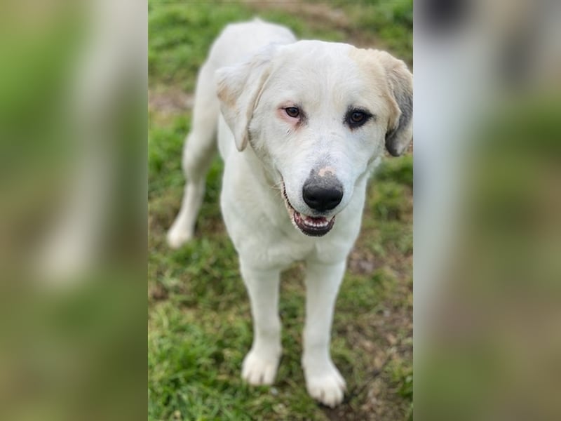 Bruna, geb. ca. 12/2020, lebt in GRIECHENLAND, im städt. Tierheim Serres