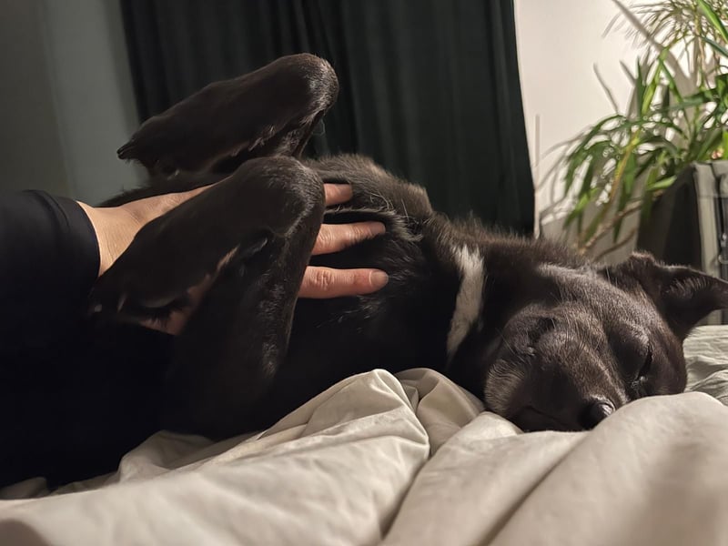 Pauli – sensibler Herzenshund sucht sein Glück