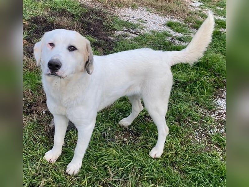 Bruna, geb. ca. 12/2020, lebt in GRIECHENLAND, im städt. Tierheim Serres