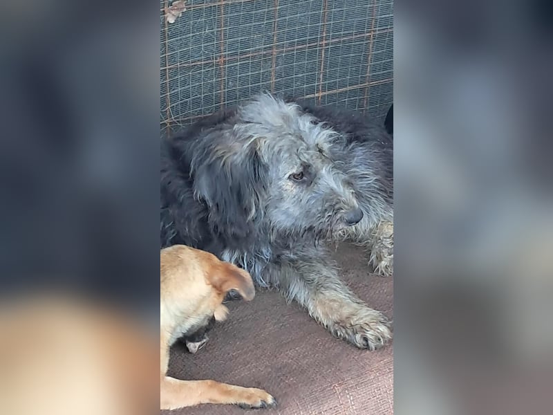 Zabou-Wuschel mit Herz!