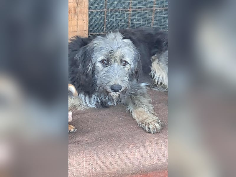 Zabou-Wuschel mit Herz!