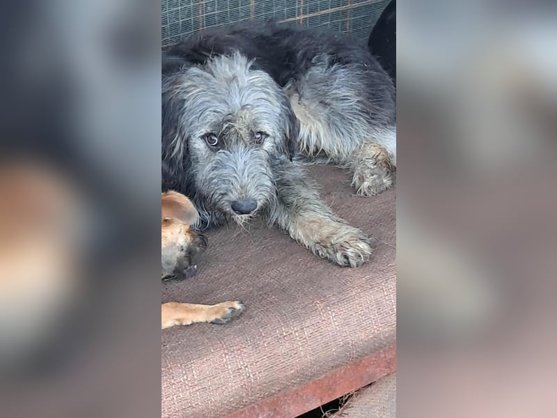 Zabou-Wuschel mit Herz!