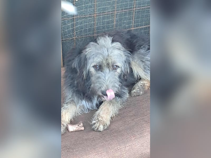 Zabou-Wuschel mit Herz!