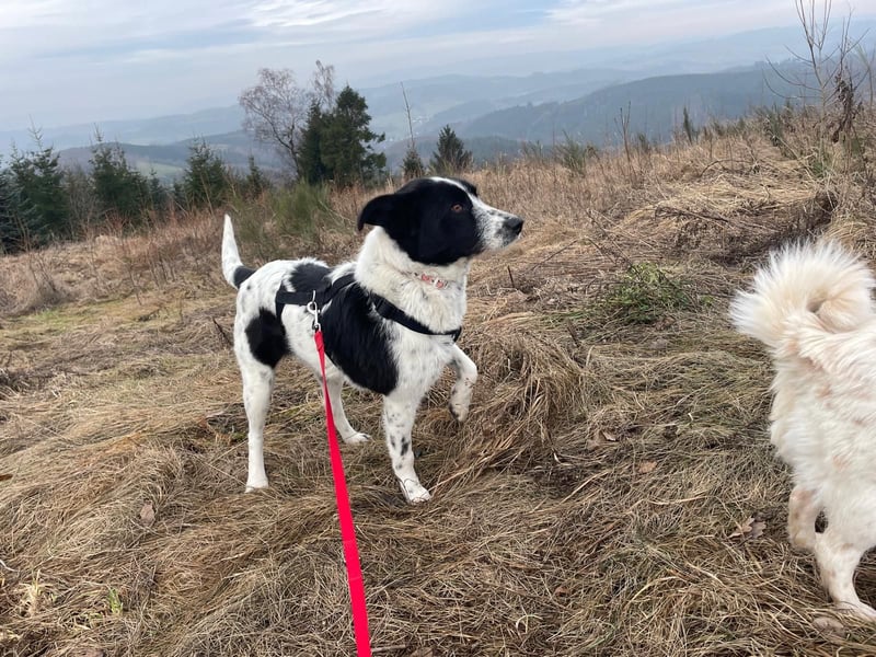 Evie sucht freies Körbchen