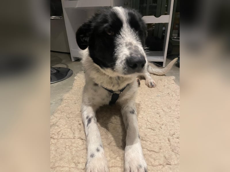 Evie sucht freies Körbchen