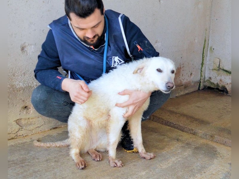 Adryelle - Lebensfreude auf vier Pfoten