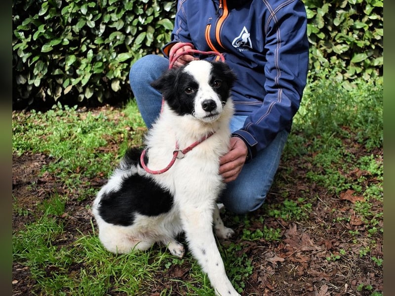 Crix - Hat seine Fledermausohren auf Empfang