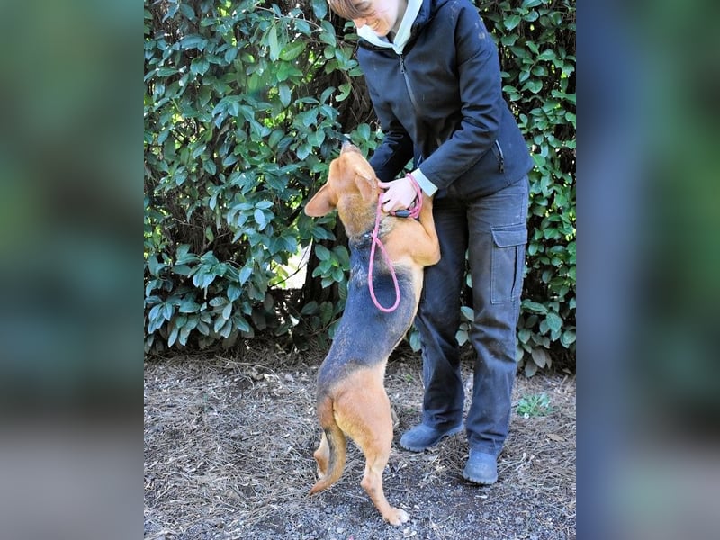 Linnea - Hauptsache ihr großes Herz passt in`s Körbchen