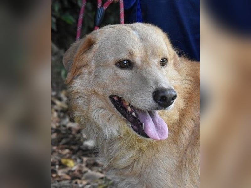 Gibble - Wie ein Wort, das auf der Zunge liegt ...