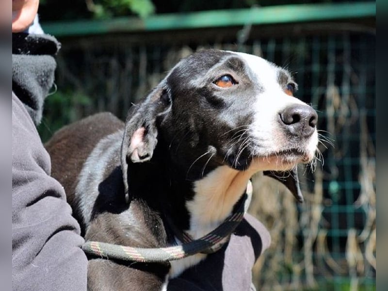 Gabrikia - Zwischen Staub und Sternen