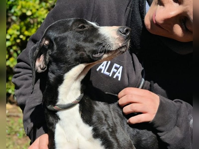 Gabrikia - Zwischen Staub und Sternen