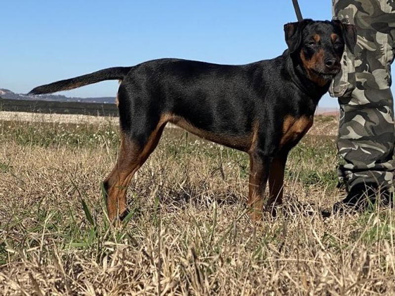 Anny - Ältere Hundedame sucht ihren Prinzessinnenplatz