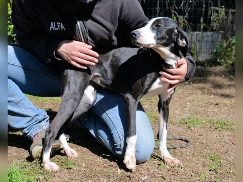 Gabrikia - Zwischen Staub und Sternen