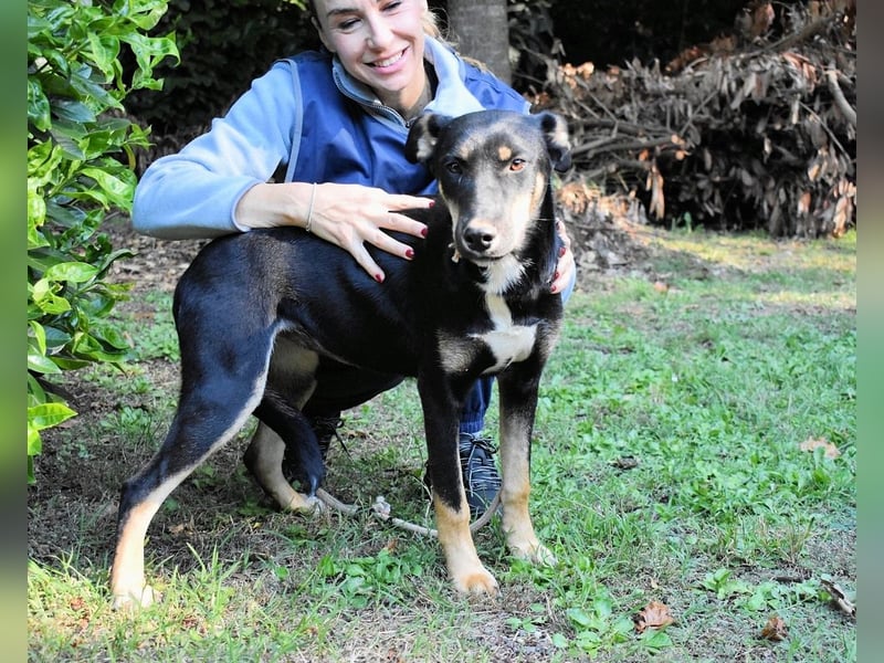 Damiana - ein schüchternes Hundemädchen sucht Sicherheit