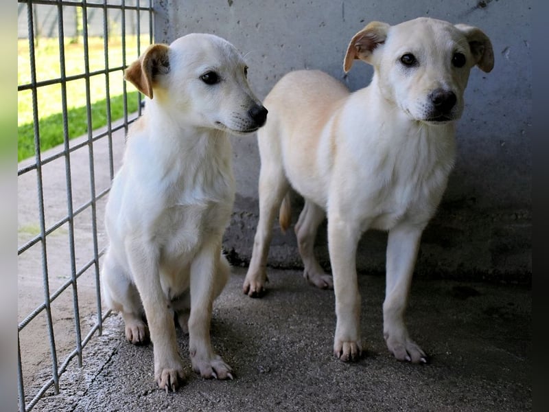 Elvio - seine Mut-Münzen sind fast aufgebraucht